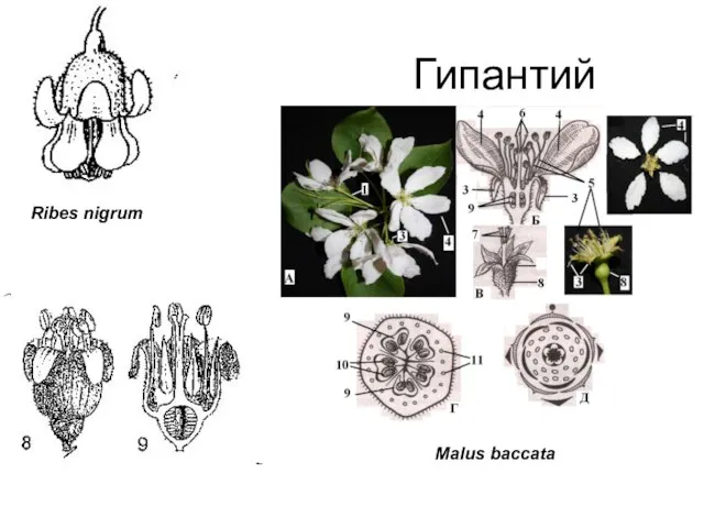 Гипантий Rosa acicularis Ribes nigrum Malus baccata