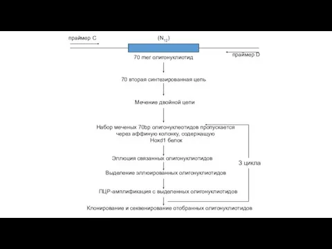 (N12) 70 mer олигонуклиотид 70 вторая синтезированная цепь Мечение двойной цепи