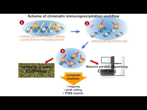 Scheme of chromatin immunoprecipitation workflow ChIP-chip ChIP-seq microarray analysis Massive parallel sequencing 1 2 3