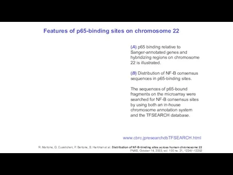 Features of p65-binding sites on chromosome 22 R. Martone, G. Euskirchen,