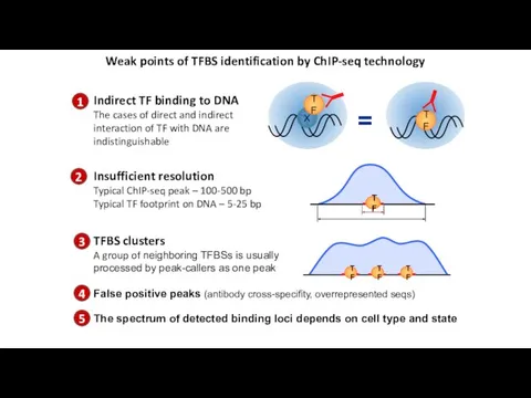 Weak points of TFBS identification by ChIP-seq technology Insufficient resolution Typical