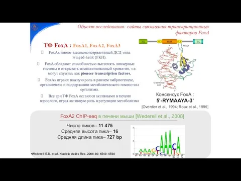 FoxA2 ChIP-seq в печени мыши [Wederell et al., 2008] Число пиков–