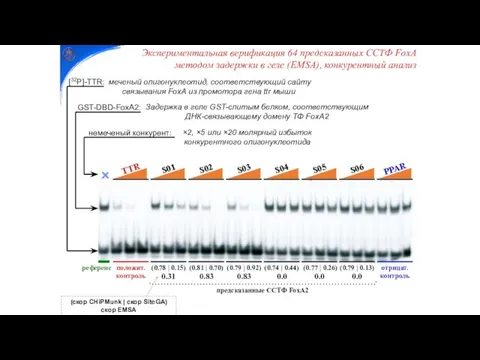 Экспериментальная верификация 64 предсказанных ССТФ FoxA методом задержки в геле (EMSA),