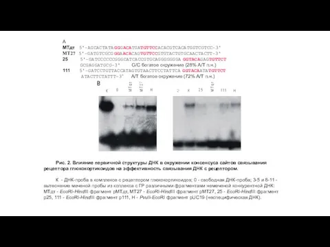 A МТдт 5'-AGCACTATAGGGACATGATGTTCCACACGTCACATGGTCGTCC-3' МТ27 5'-GATGTCGCGGGAACACAGTGTTCCGTGTACTGTGCAACTACTT-3' 25 5'-GATCCCCCCGGGCATCACCGTGCAGGGGGGGAGGTACAGAGTGTTCT GCGAGGATGCG-3' G/C богатое окружение