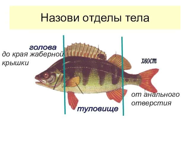 Назови отделы тела до края жаберной крышки хвост голова туловище от анального отверстия