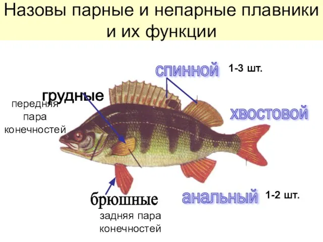 Назовы парные и непарные плавники и их функции спинной хвостовой анальный