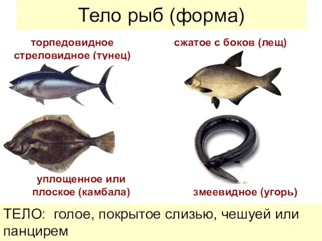 Тело рыб (форма) уплощенное или плоское (камбала) сжатое с боков (лещ)