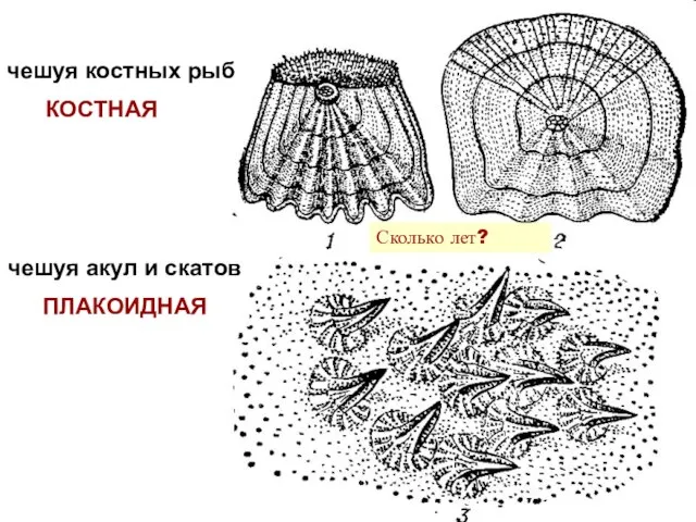 чешуя костных рыб КОСТНАЯ чешуя акул и скатов ПЛАКОИДНАЯ Сколько лет?