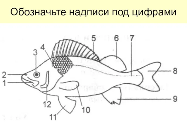 Обозначьте надписи под цифрами