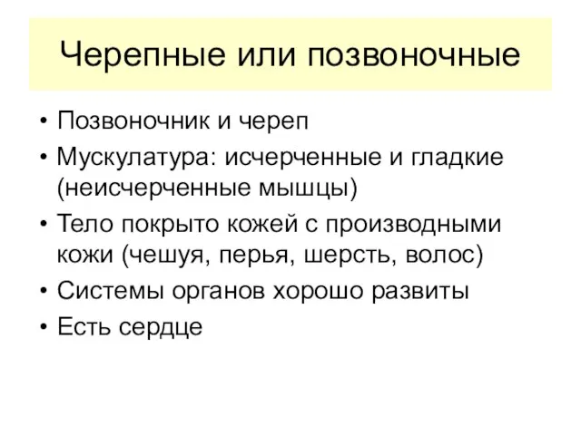 Черепные или позвоночные Позвоночник и череп Мускулатура: исчерченные и гладкие (неисчерченные