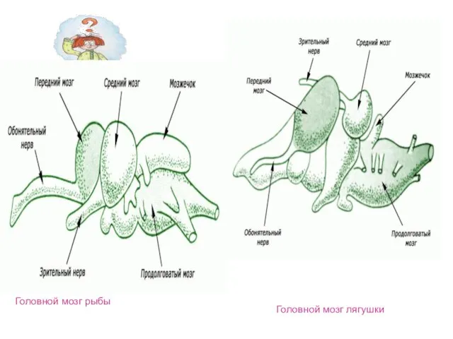 Головной мозг рыбы Головной мозг лягушки
