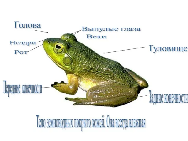 Строение тела Голова Туловище Передние конечности Задние конечности Выпулые глаза Ноздри