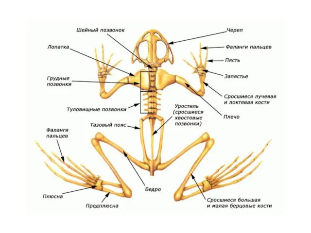 Скелет лягушки