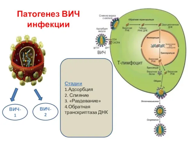 Патогенез ВИЧ инфекции Стадии 1.Адсорбция 2. Слияние 3. «Раздевание» 4.Обратная транскриптаза ДНК ВИЧ-2 ВИЧ-1