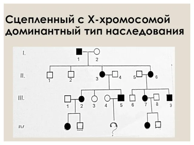 Сцепленный с Х-хромосомой доминантный тип наследования