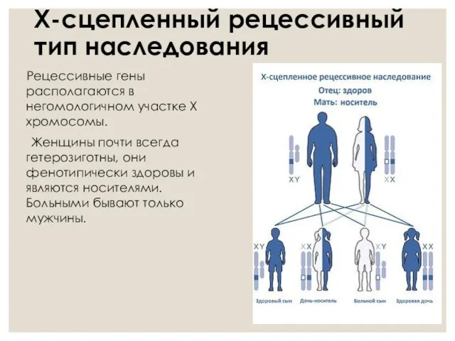 Х-сцепленный рецессивный тип наследования Рецессивные гены располагаются в негомологичном участке Х