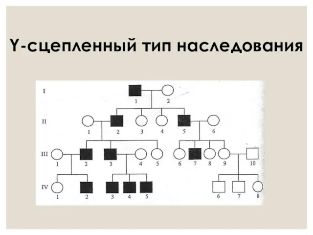 Y-сцепленный тип наследования