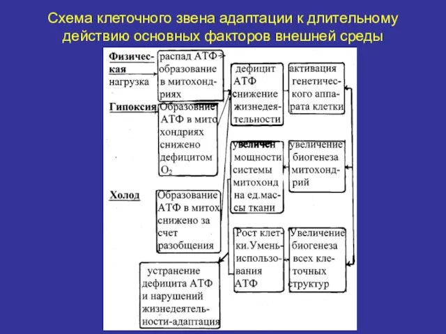 Схема клеточного звена адаптации к длительному действию основных факторов внешней среды