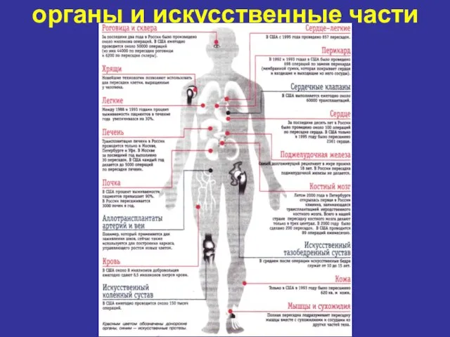 органы и искусственные части