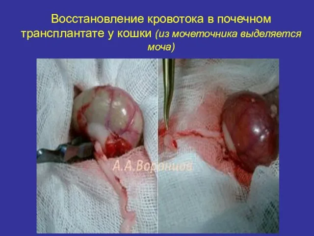 Восстановление кровотока в почечном трансплантате у кошки (из мочеточника выделяется моча)
