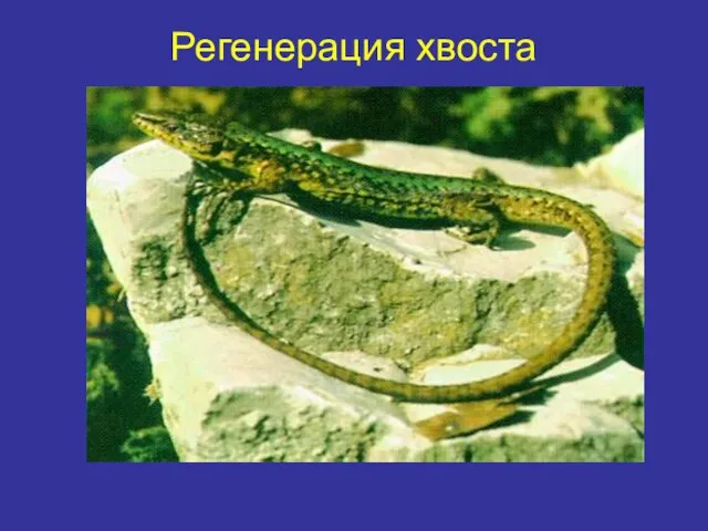 Регенерация хвоста