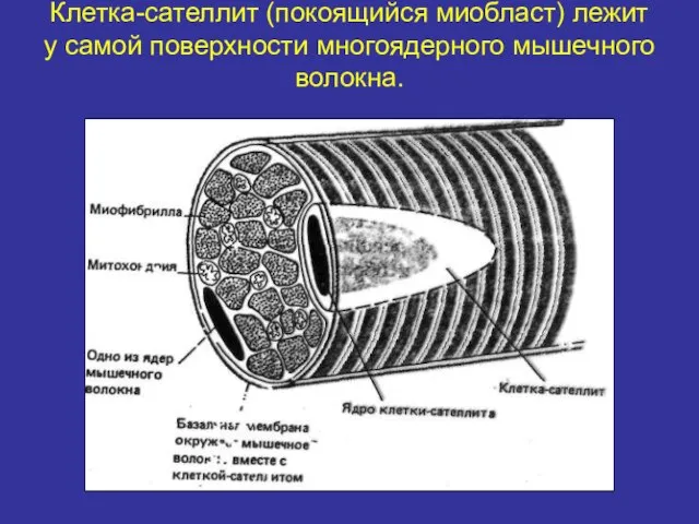 Клетка-сателлит (покоящийся миобласт) лежит у самой поверхности многоядерного мышечного волокна.