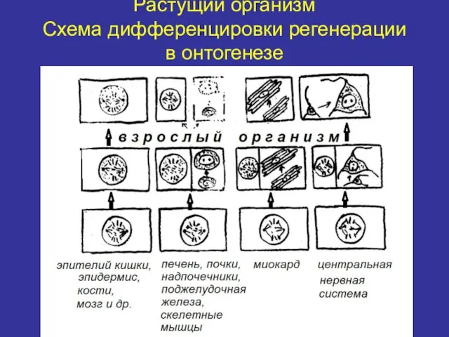 Растущий организм Схема дифференцировки регенерации в онтогенезе