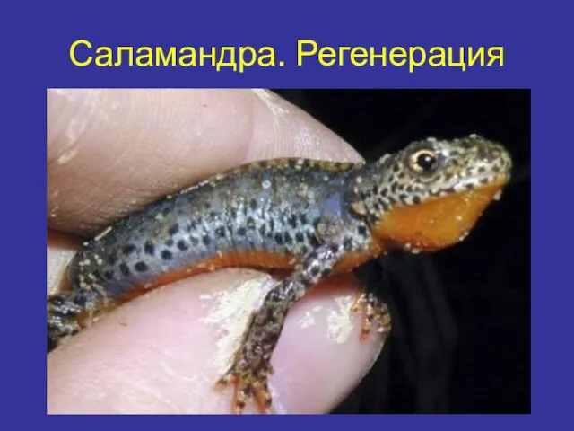 Саламандра. Регенерация