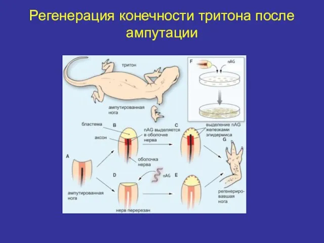 Регенерация конечности тритона после ампутации