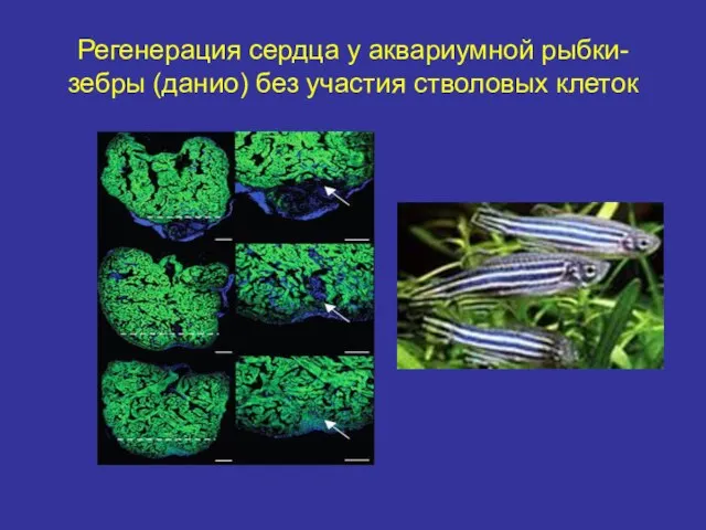 Регенерация сердца у аквариумной рыбки-зебры (данио) без участия стволовых клеток