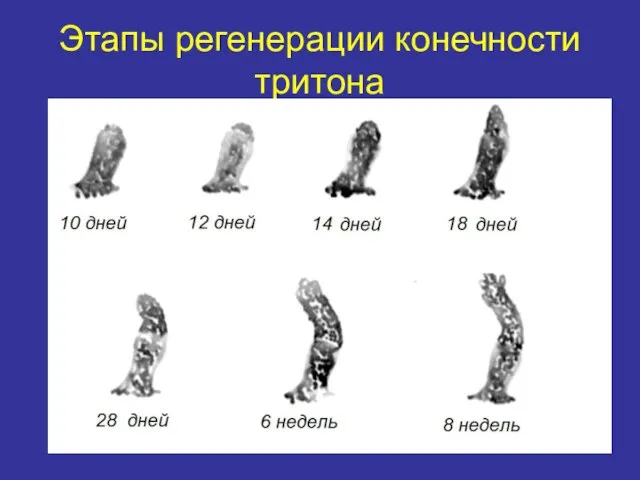 Этапы регенерации конечности тритона