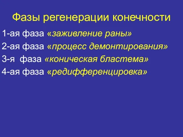 Фазы регенерации конечности 1-ая фаза «заживление раны» 2-ая фаза «процесс демонтирования»