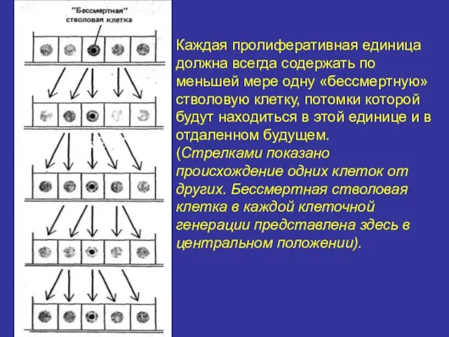 Каждая пролиферативная единица должна всегда содержать по меньшей мере одну «бессмертную»