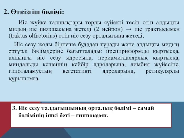 2. Өткізгіш бөлімі: Иіс жүйке талшықтары торлы сүйекті тесіп өтіп алдыңғы