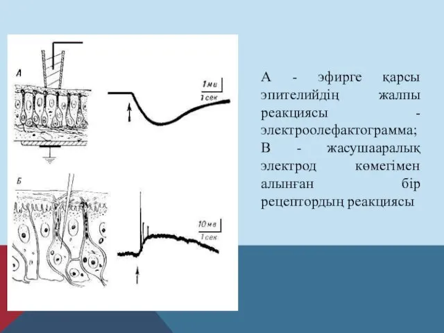 А - эфирге қарсы эпителийдің жалпы реакциясы - электроолефактограмма; В -