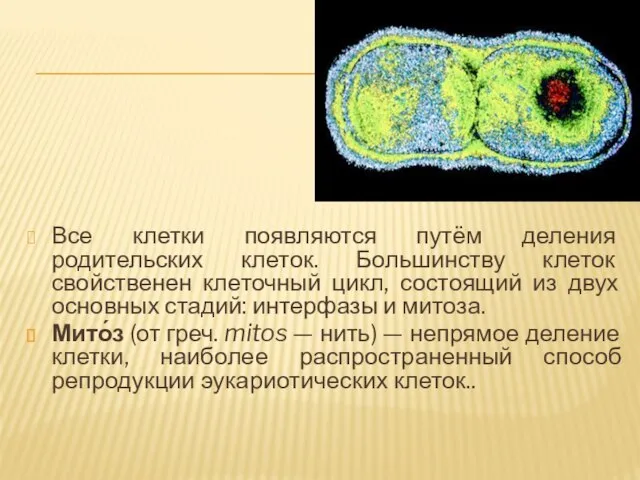 Деление бактериальной клетки. Все клетки появляются путём деления родительских клеток. Большинству