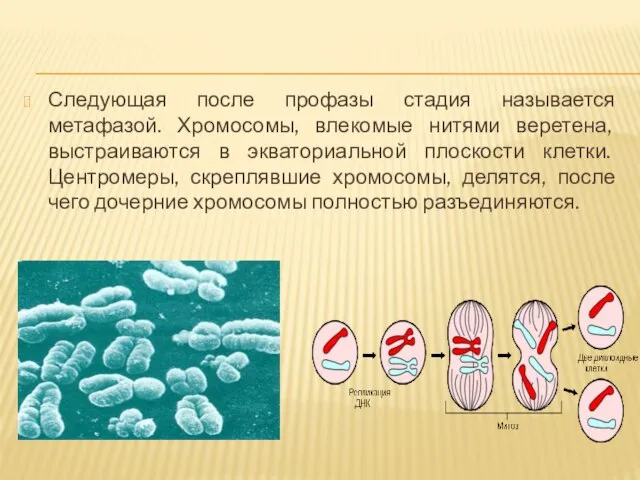 Следующая после профазы стадия называется метафазой. Хромосомы, влекомые нитями веретена, выстраиваются