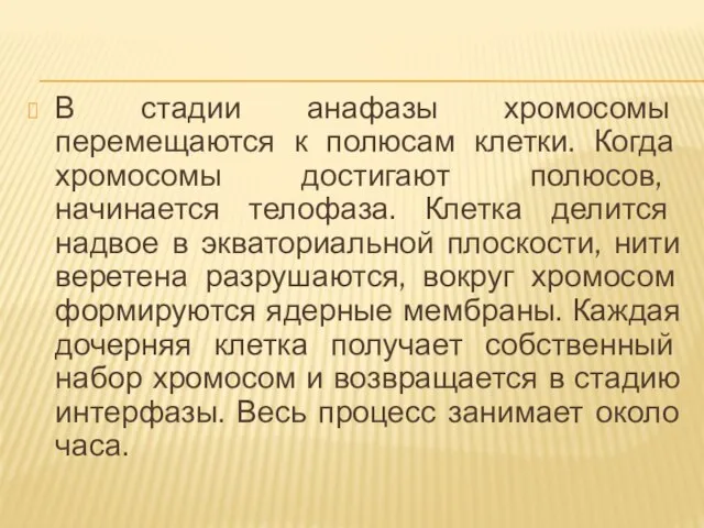 В стадии анафазы хромосомы перемещаются к полюсам клетки. Когда хромосомы достигают