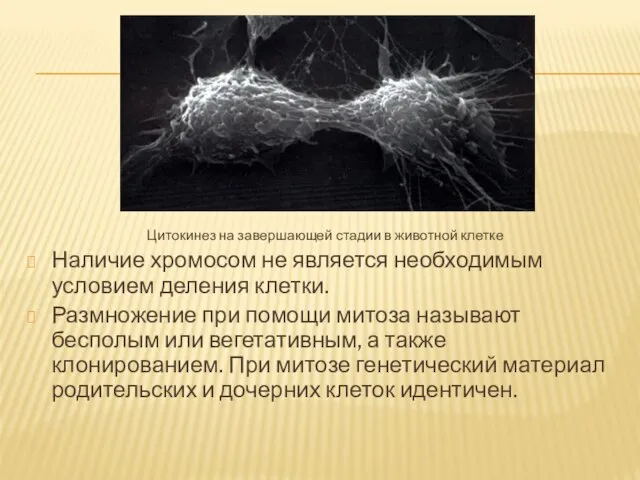 Цитокинез на завершающей стадии в животной клетке Наличие хромосом не является