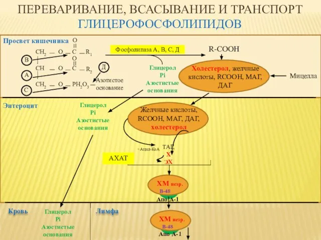 ПЕРЕВАРИВАНИЕ, ВСАСЫВАНИЕ И ТРАНСПОРТ ГЛИЦЕРОФОСФОЛИПИДОВ R-COOH Глицерол Pi Азостистые основания Просвет