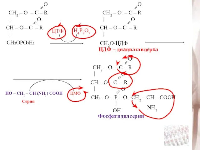 ЦТФ Н4Р2О7 ЦДФ – диацилглицерол НО – СН2 – СН (NH2) СООН ЦМФ Фосфатидилсерин Серин