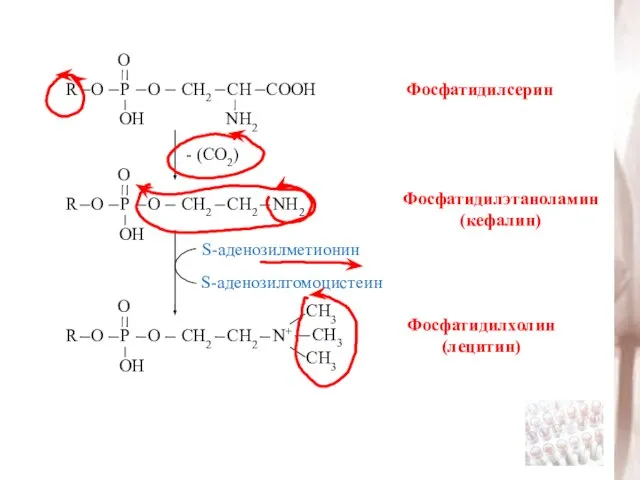 Фосфатидилсерин - (СО2) Фосфатидилэтаноламин (кефалин) Фосфатидилхолин (лецитин) S-аденозилметионин S-аденозилгомоцистеин