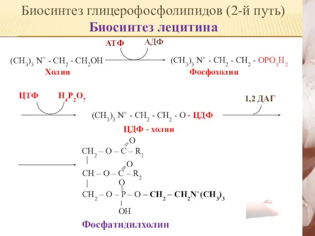 (CH3)3 N+ - CH2 - CH2OH Холин АДФ АТФ (СH3)3 N+