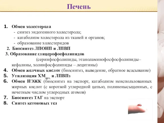 Печень Обмен холестерола - синтез эндогенного холестерола; - катаболизм холестерола из