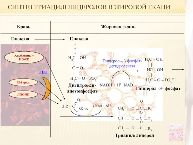 Глицерол -3- фосфат СИНТЕЗ ТРИАЦИЛГЛИЦЕРОЛОВ В ЖИРОВОЙ ТКАНИ Кровь Жировая ткань