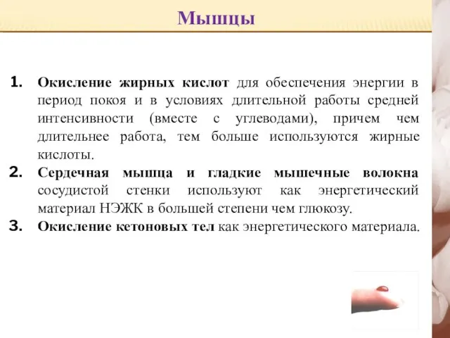 Мышцы Окисление жирных кислот для обеспечения энергии в период покоя и