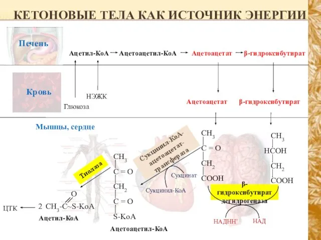 КЕТОНОВЫЕ ТЕЛА КАК ИСТОЧНИК ЭНЕРГИИ Мышцы, сердце Ацетил-КоА Глюкоза НЭЖК Ацетоацетил-КоА