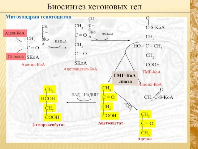 Митохондрия гепатоцитов Биосинтез кетоновых тел HS-KoA ГМГ-КоА -лиаза НАДHH+ НАД -СО2 HS-KoA Ацил-КоА Глюкоза