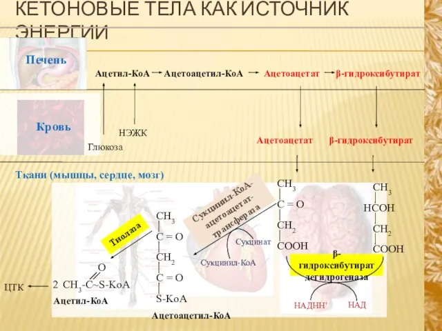 КЕТОНОВЫЕ ТЕЛА КАК ИСТОЧНИК ЭНЕРГИИ Ткани (мышцы, сердце, мозг) Ацетил-КоА Глюкоза