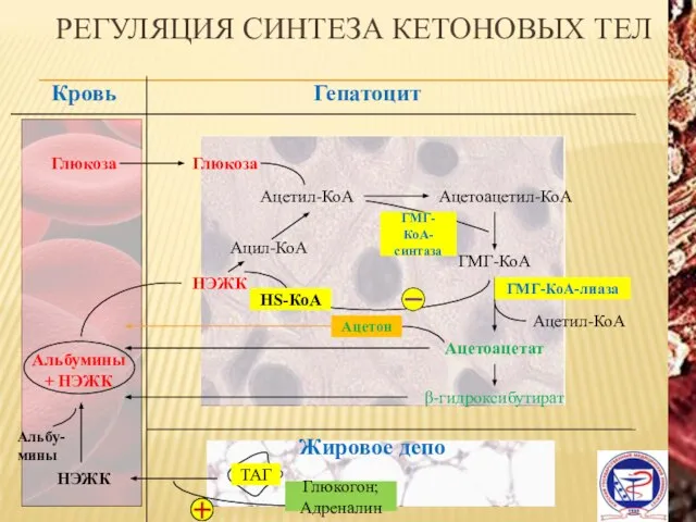 РЕГУЛЯЦИЯ СИНТЕЗА КЕТОНОВЫХ ТЕЛ Гепатоцит Кровь Глюкоза Глюкоза Ацетил-КоА Ацетоацетил-КоА ГМГ-КоА